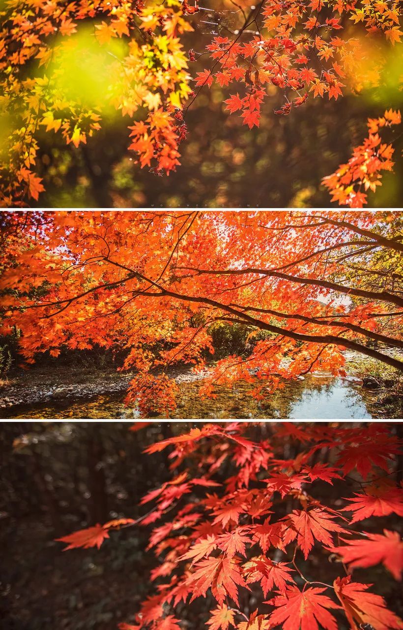 秋天最美的8条自驾路线！9、10月美成天堂，错过就要再等一年！
