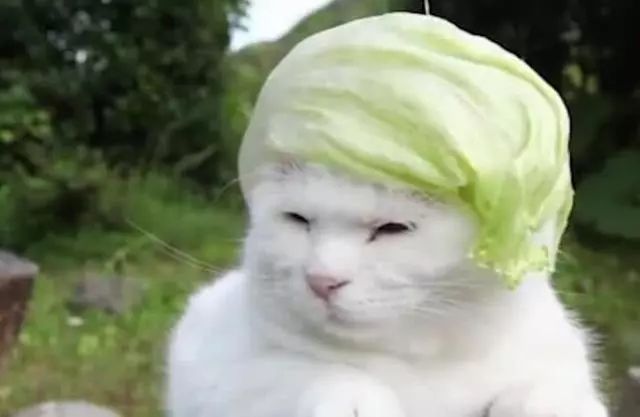 猫咪头顶戴青菜叶，这个形象可以说很川普