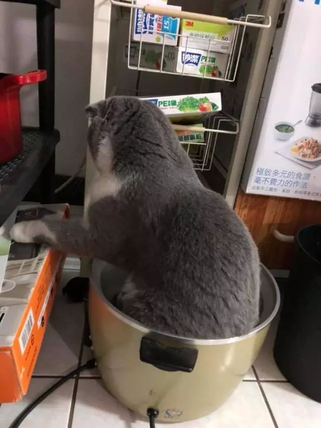 猫咪特别喜欢待在电饭锅里，结果它的毛孩子有