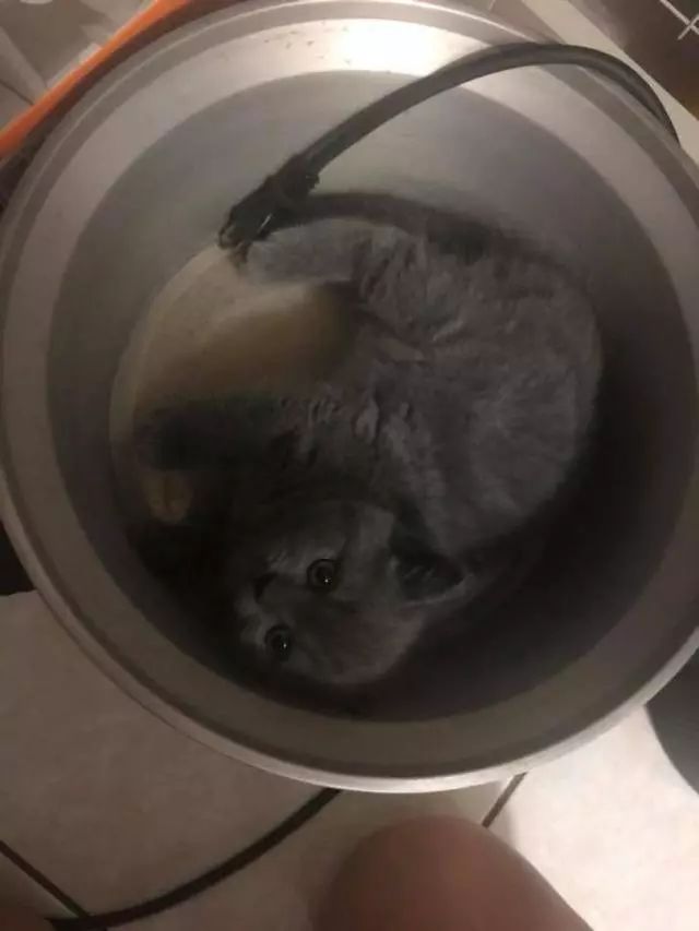 猫咪特别喜欢待在电饭锅里，结果它的毛孩子有