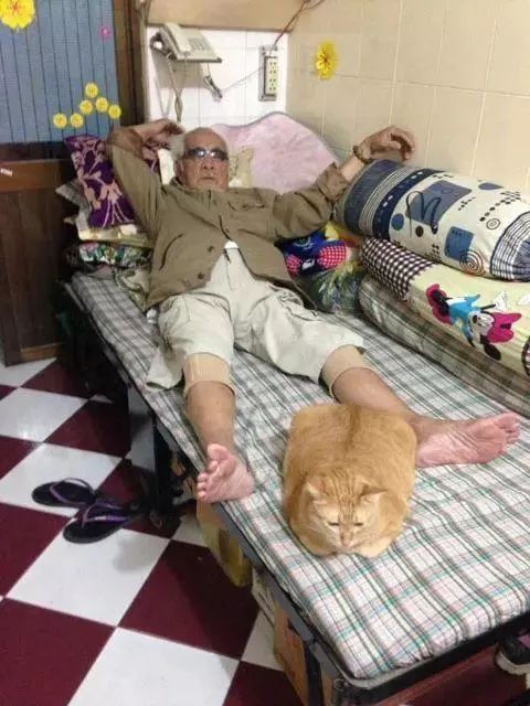 老大爷养了一只橘猫，相依为命，床都被占了一
