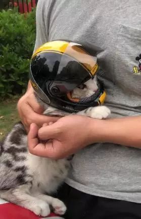 小伙带猫咪一起坐摩托，猫猫戴小头盔的样子超