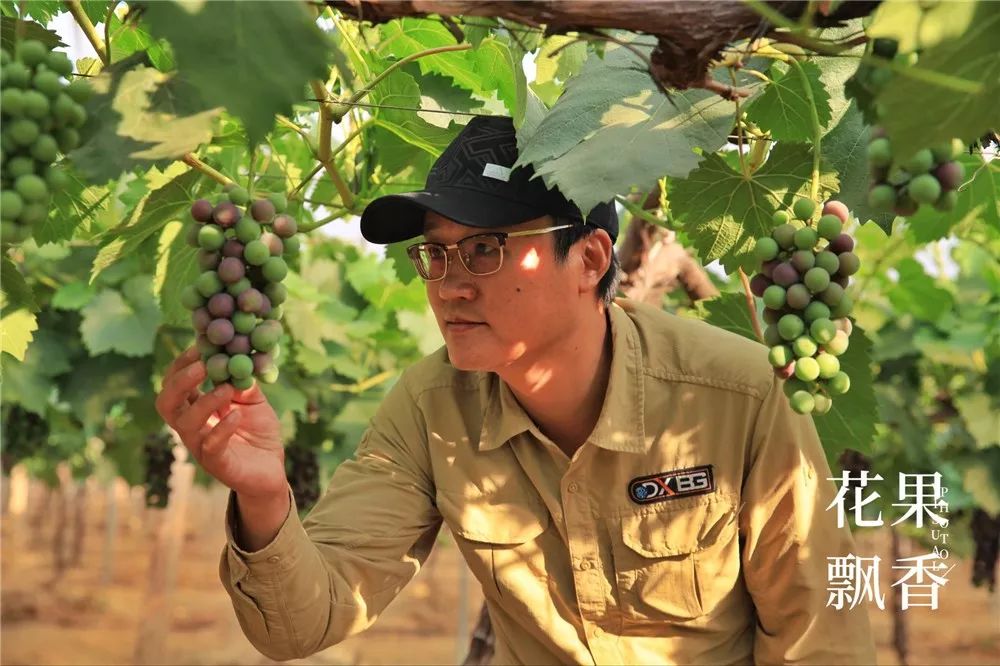 坐拥中国最好的气候资源，云南葡萄产业最变态的死法：自己把自己玩死