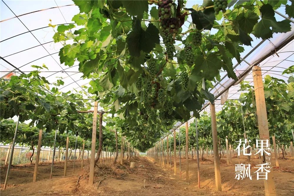 坐拥中国最好的气候资源，云南葡萄产业最变态的死法：自己把自己玩死(3)