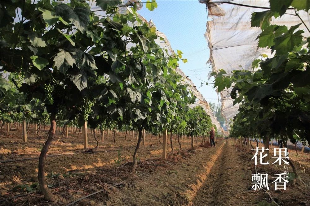 坐拥中国最好的气候资源，云南葡萄产业最变态的死法：自己把自己玩死(3)