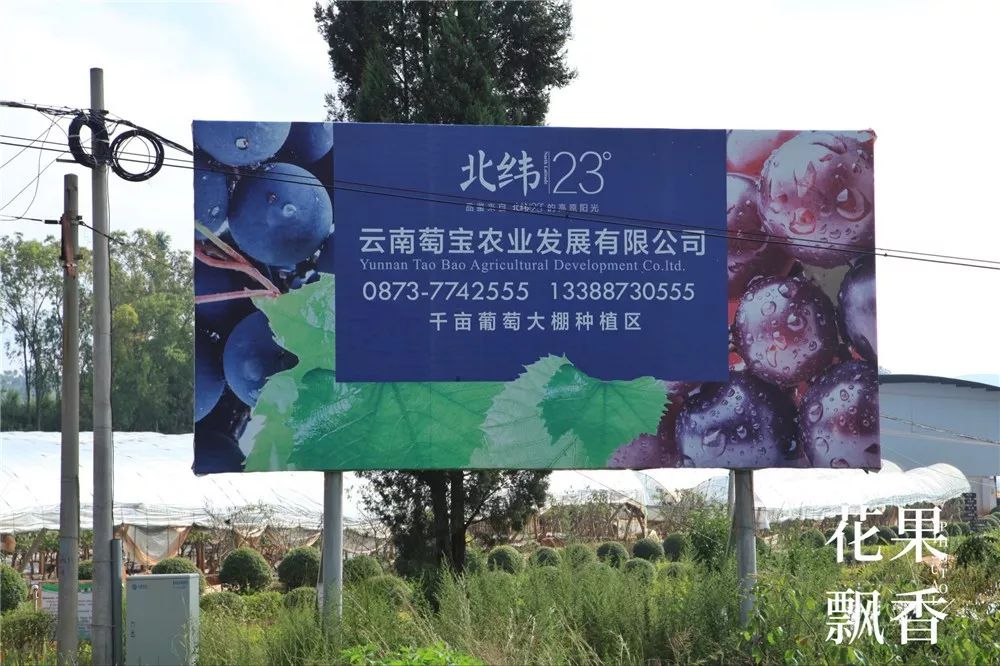 坐拥中国最好的气候资源，云南葡萄产业最变态的死法：自己把自己玩死(2)