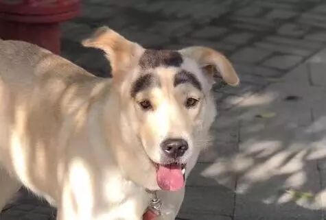 网友路遇一只狗，结果被笑喷，这货怎么自带头盔？