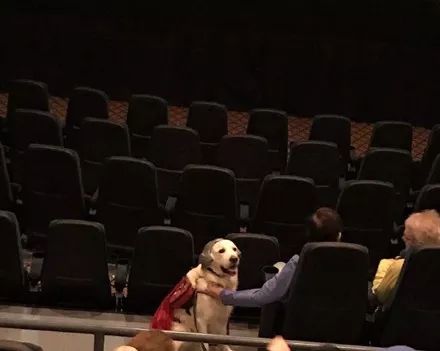 网友在看电影时发现一只狗在自己前面，在看一