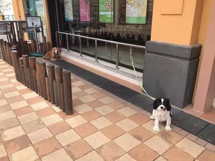网友去银行见一只狗狗拴在一牌子上，一看字.