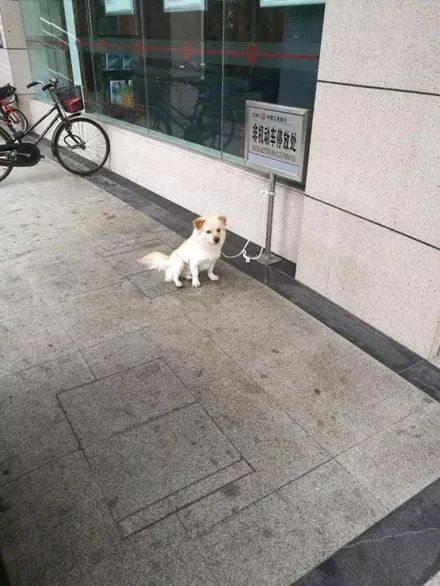 网友去银行见一只狗狗拴在一牌子上，一看字.