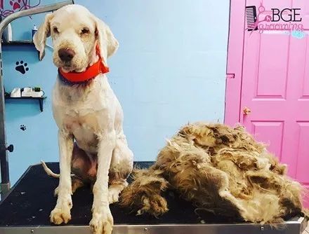 为了可怜的流浪狗，美容师大半夜给狗狗剃毛，剃完后发现意外惊喜！