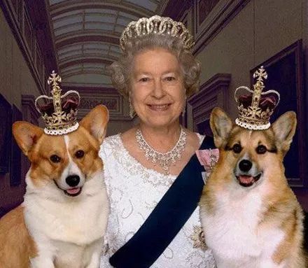 英国女王的最后一只柯基去世，她决定不再养狗