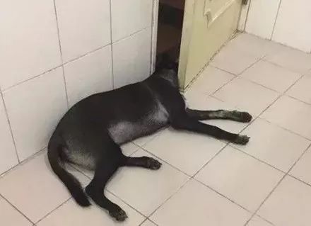 黑狗看到主人上厕所，它非要跟进去，结果几分