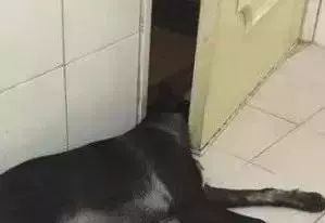 黑狗看到主人上厕所，它非要跟进去，结果几分
