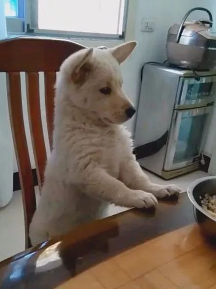 一只努力做人的小狗，它一本正经坐在餐桌前，