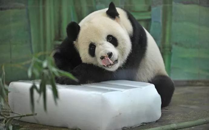 再见了，大熊猫“伟伟”~
