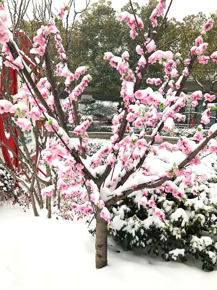 下过雪的郑州美爆了！50张照片，带你邂逅浪漫！