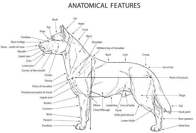 腊肠犬FCI国际纯种犬标准