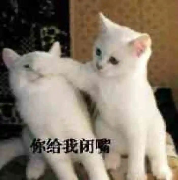 挂猫了！中华气死猫，又称中华别养猫…谁养了谁后悔的猫！