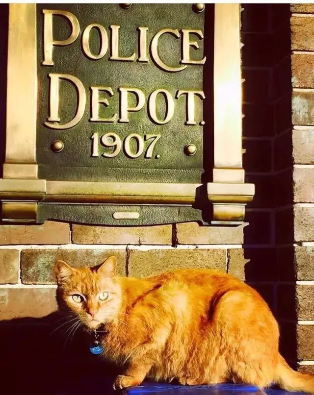 混上警员编制后，这只警猫开始不务正业，整天…