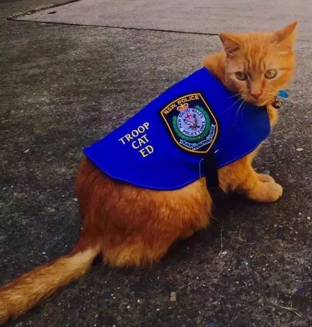混上警员编制后，这只警猫开始不务正业，整天…