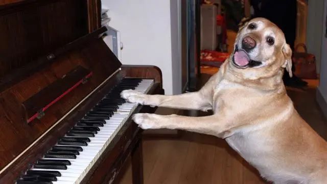 宠物狗害怕看病，兽医微笑拿出吉他：能不能给我一首歌的时间