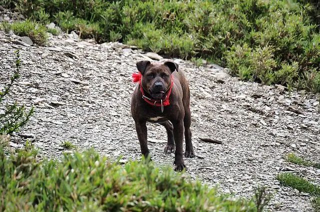比特犬在自然保护区出没，引游客网友热议：流浪狗该如何救助？