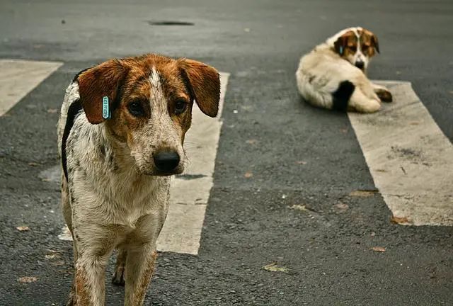比特犬在自然保护区出没，引游客网友热议：流浪狗该如何救助？