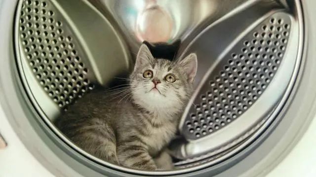 洗衣机把2个月的猫咪，当衣服洗了，还甩干了！
