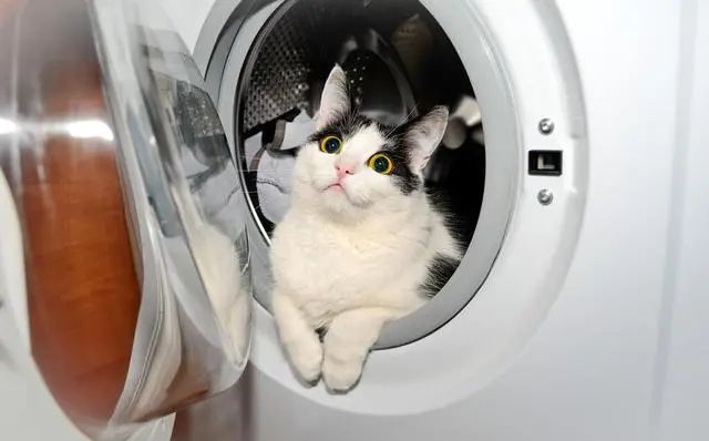 洗衣机把2个月的猫咪，当衣服洗了，还甩干了！