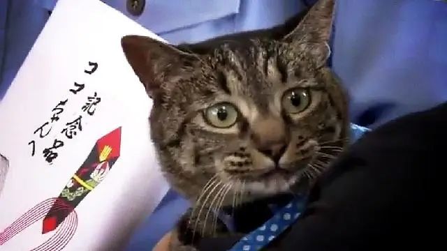 猫咪救了个人，奖它一包高级猫粮，记者问它啥感受，猫反应亮了