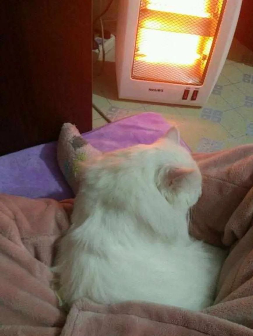 猫咪取暖器前烤火，竟烤成这副“怪模样”，主人看了哭笑不得