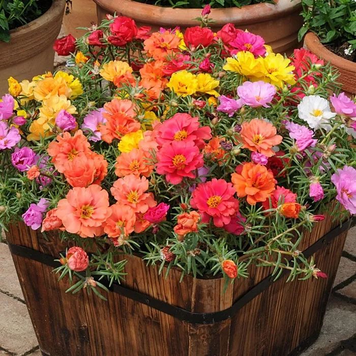 这几种花家里一定要养几盆，便宜又好养，花色多还漂亮！