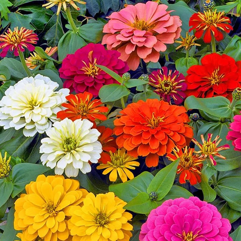 这几种花家里一定要养几盆，便宜又好养，花色多还漂亮！