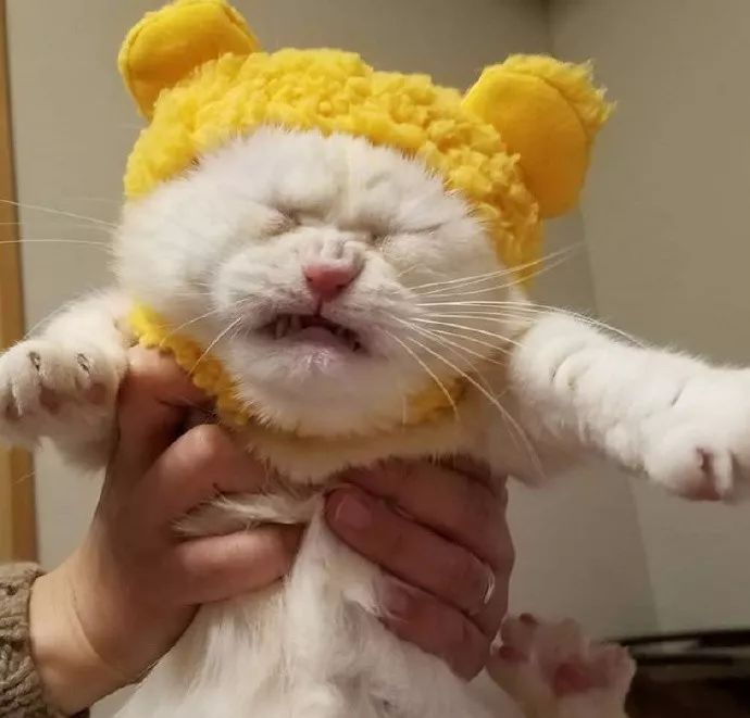 给猫咪试了一下新买的帽子，结果…