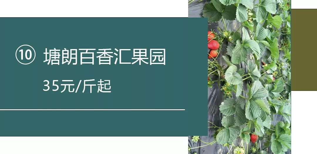 草莓红了！赶紧记下来，深圳最好吃的草莓都在这里！(5)