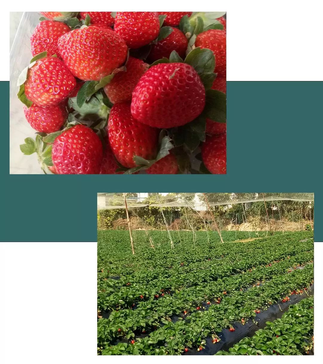草莓红了！赶紧记下来，深圳最好吃的草莓都在这里！(4)