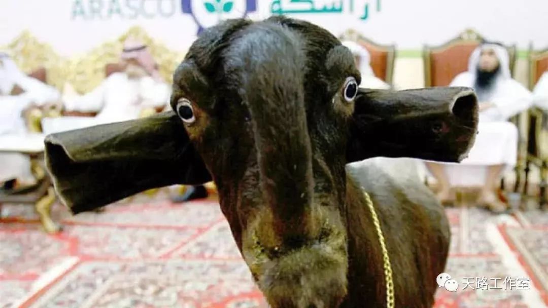 世界最“丑陋”的山羊，真是长残了，网友：上帝又开了个玩笑啊！
