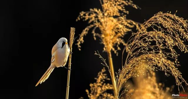 爱护生态真实拍摄 生态摄影师张戈谈拍鸟(2)