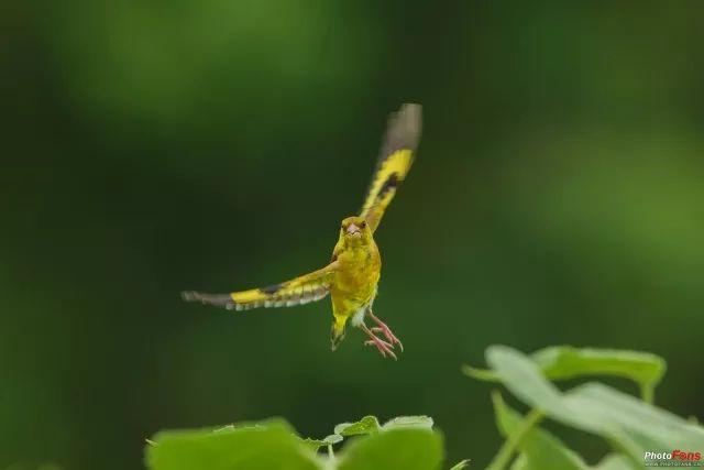 爱护生态真实拍摄 生态摄影师张戈谈拍鸟(2)