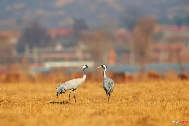 爱护生态真实拍摄 生态摄影师张戈谈拍鸟(4)