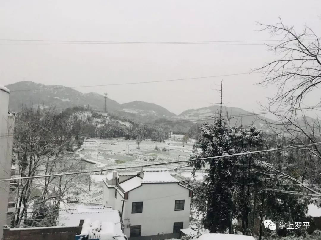 辞旧迎新季，罗平的雪下得刚刚好！(3)
