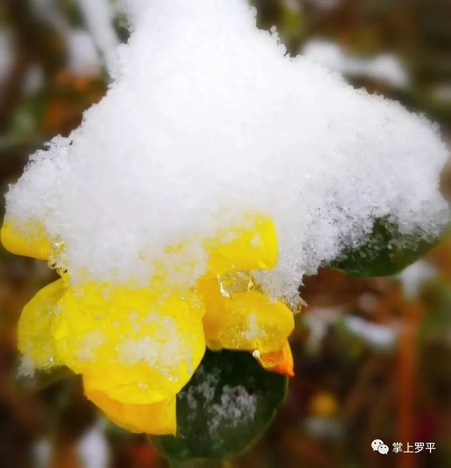 辞旧迎新季，罗平的雪下得刚刚好！(5)