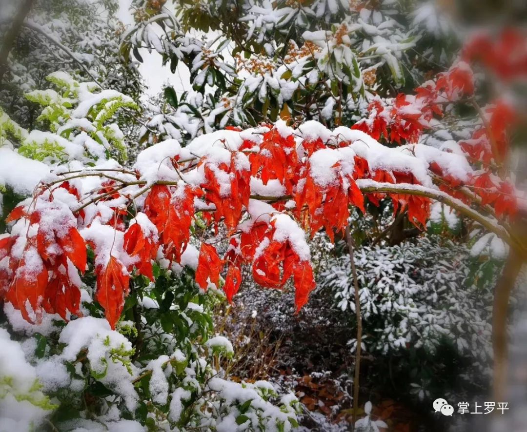 辞旧迎新季，罗平的雪下得刚刚好！(5)