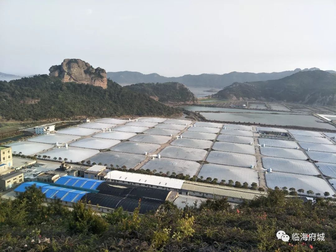 这一组最美的风景出自浙江最大的白对虾养殖基地临海宏野海产品养殖基地