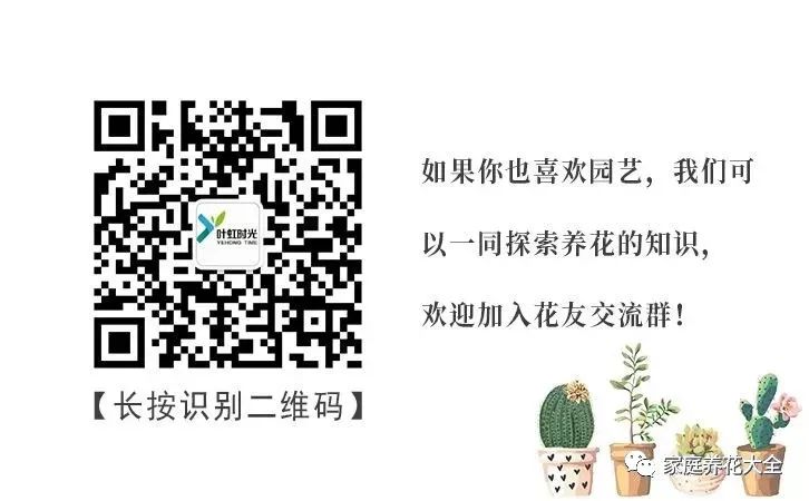 多肉、茉莉、兰花爆盆慢？1种粒=10瓶肥，猛蹿大白根，开花特别多！