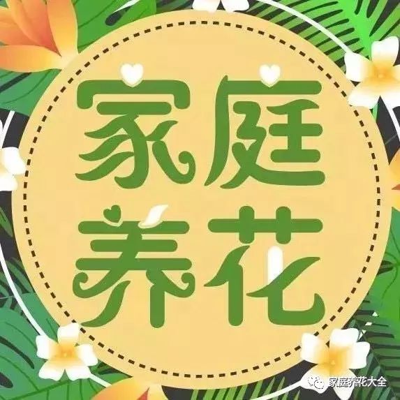 小叶教你自制花肥，5秒就能学会，养啥旺啥再也不用买肥料了！