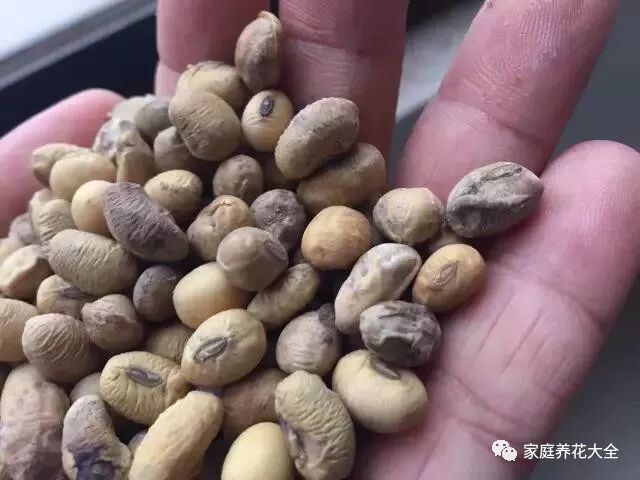 小叶教你自制花肥，5秒就能学会，养啥旺啥再也不用买肥料了！