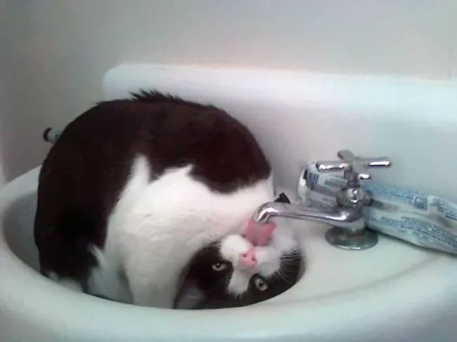 机智喵星人发现全新高效喝水方法，躺着就能喝