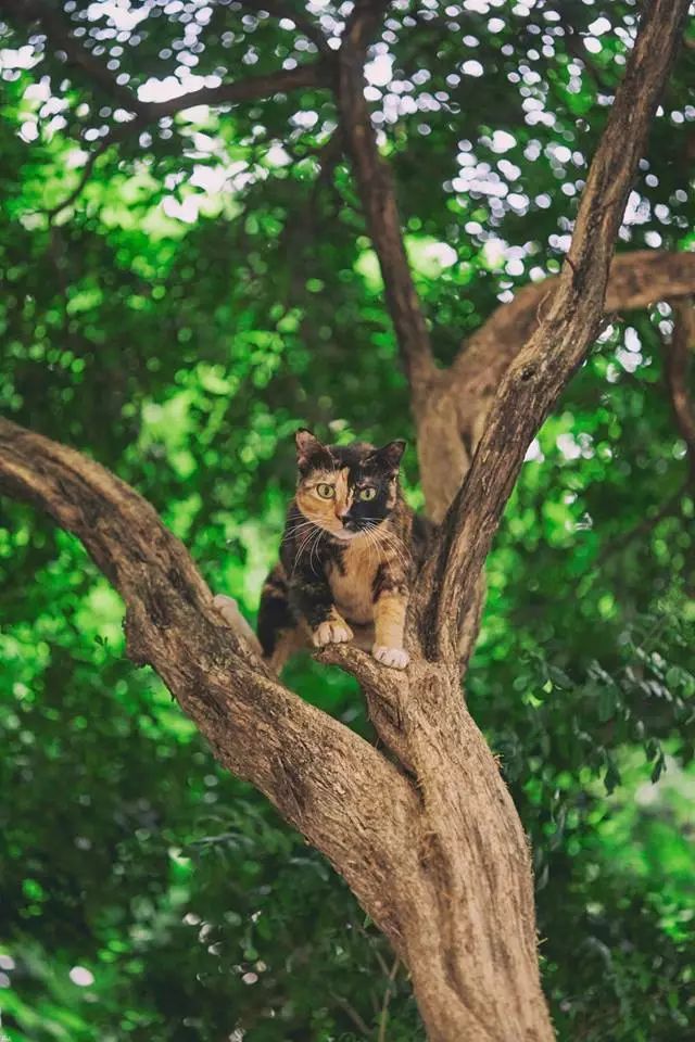 这只猫每天都百无聊赖的趴在树上，开饭了才肯